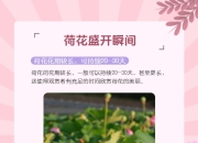 莲花旗下新款夏花和繁花上市，将搭载豆包AI助手