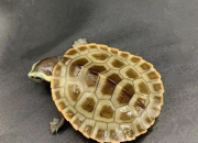 受乌龟和陆龟启发 研究人员进一步提高足式机器人的能源效率