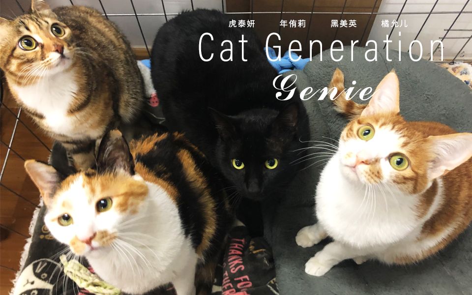 被亏损逼急的4S店:牵手“猫狗虎”、向主机要政策、开辟第二车间…狂卷售后是出路吗?